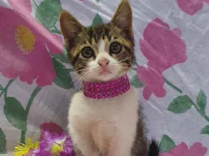 Gato raça SRD idade 2 a 6 meses nome LUNA