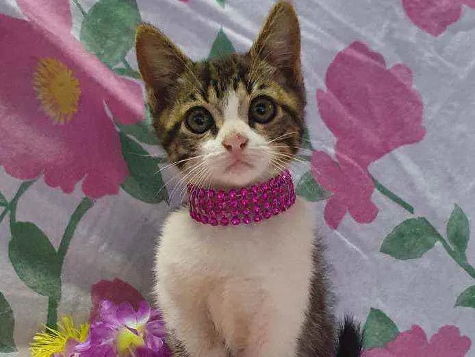Gato ra a SRD idade 2 a 6 meses nome LUNA