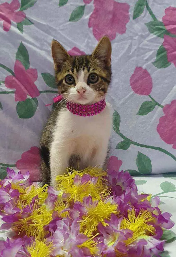 Gato ra a SRD idade 2 a 6 meses nome LUNA