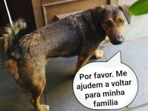 Cachorro raça SRD-ViraLata idade 1 ano nome Amarula