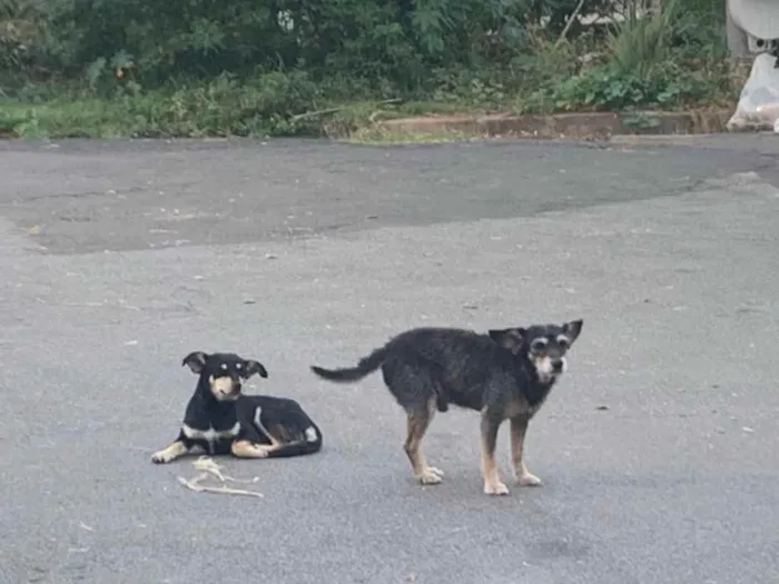 Cachorro ra a SRD idade 3 anos nome Abel e Tico 