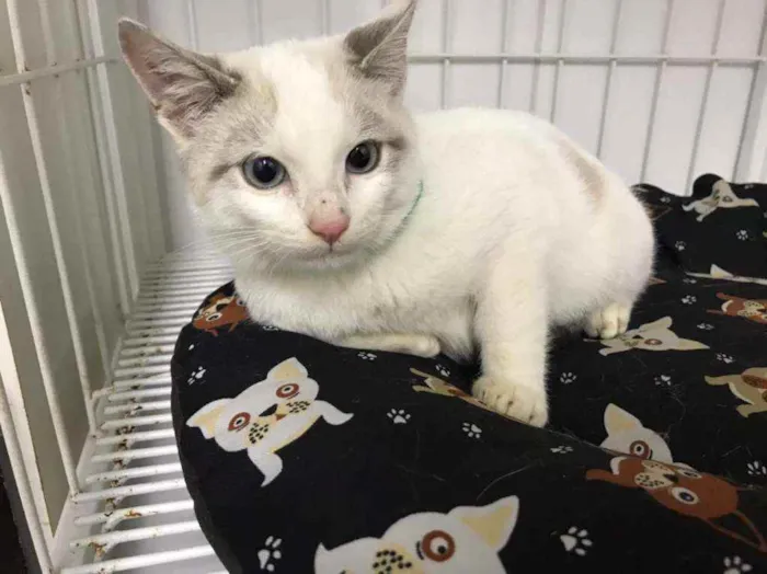 Gato raça SRD  idade 2 a 6 meses nome Mingau 