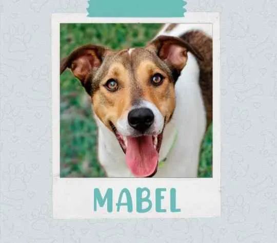 Cachorro ra a SRD  idade 1 ano nome Mabel 