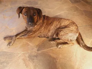 Cachorro raça SRD-ViraLata idade 2 anos nome Pandora