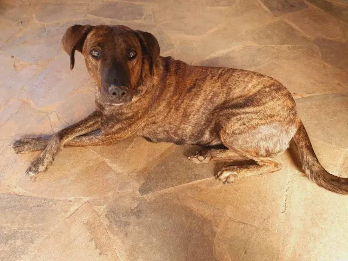 Cachorro ra a SRD-ViraLata idade 2 anos nome Pandora