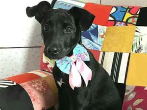 Cachorro raça  idade 2 a 6 meses nome Pantera 