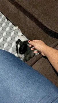 Cachorro ra a Vira lata  idade 2 a 6 meses nome Sem nome 