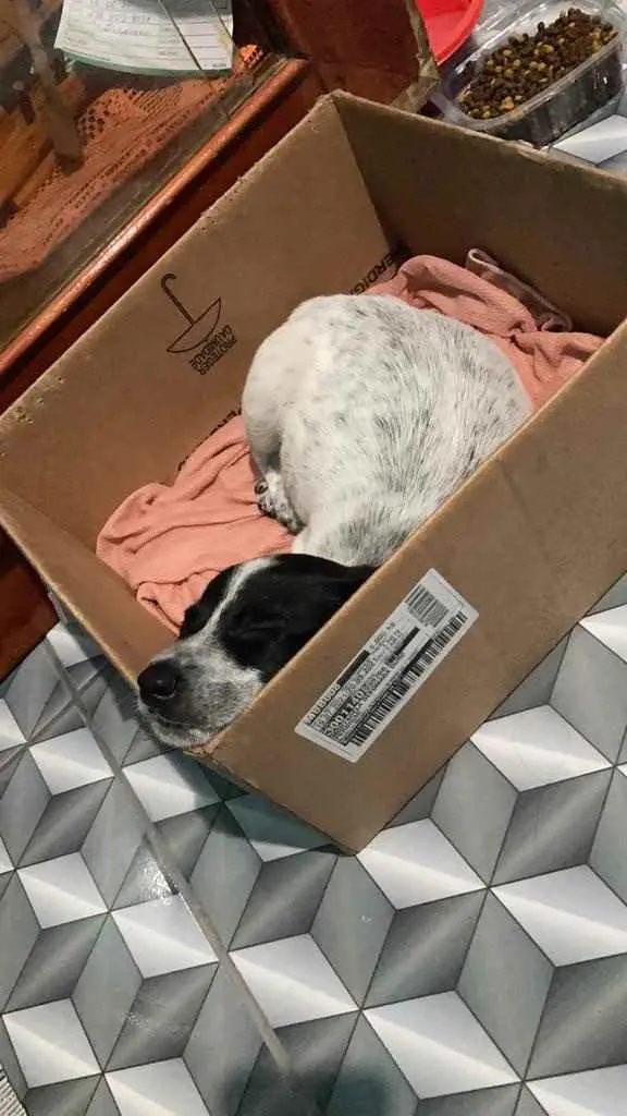 Cachorro ra a Vira lata  idade 2 a 6 meses nome Sem nome 