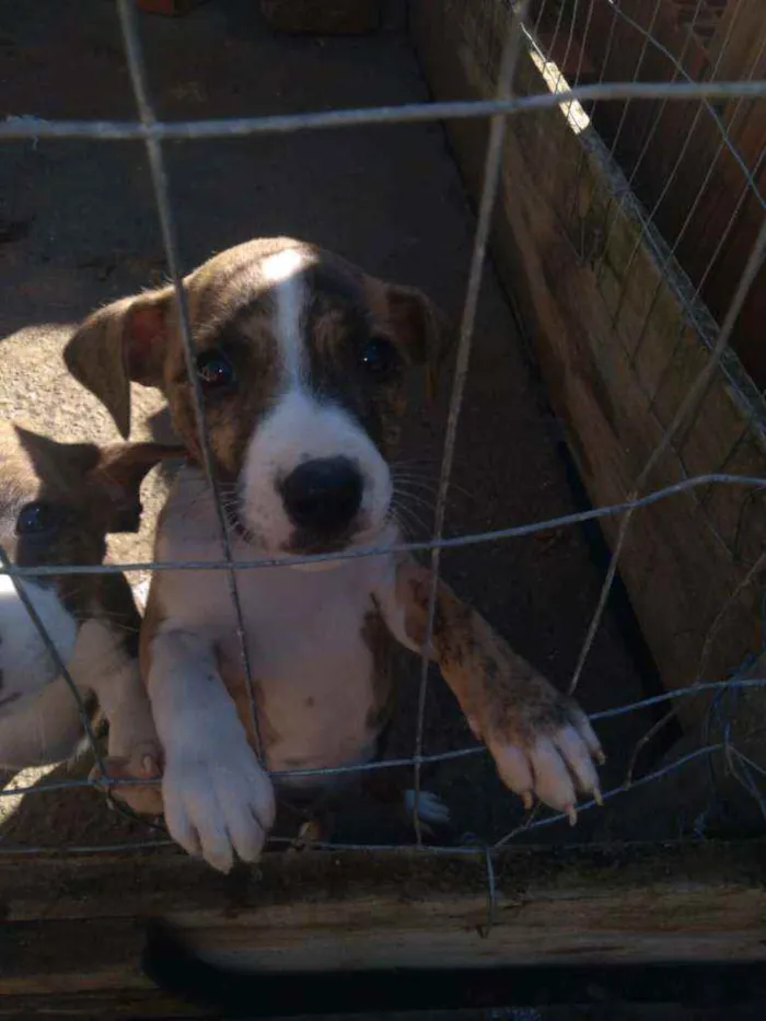 Cachorro ra a Mistura de pitibull  idade 2 a 6 meses nome Nao tem