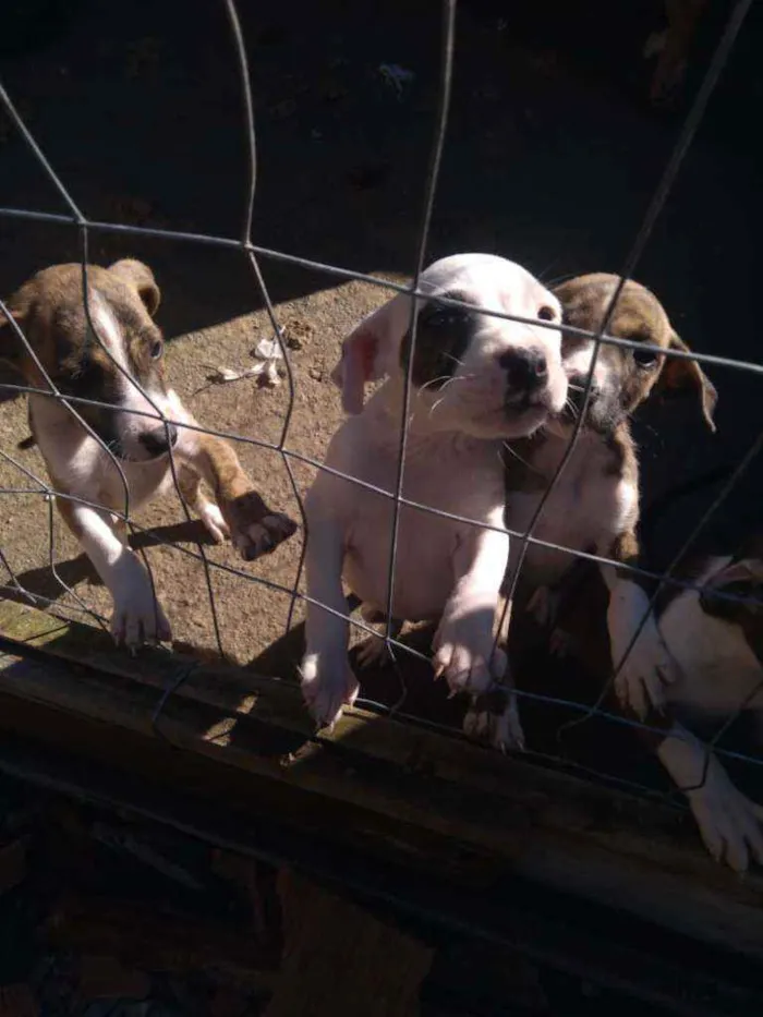 Cachorro ra a Mistura de pitibull  idade 2 a 6 meses nome Nao tem