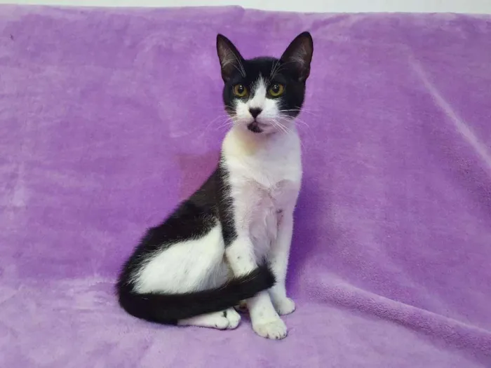 Gato ra a Vira-lata idade 2 a 6 meses nome Orion