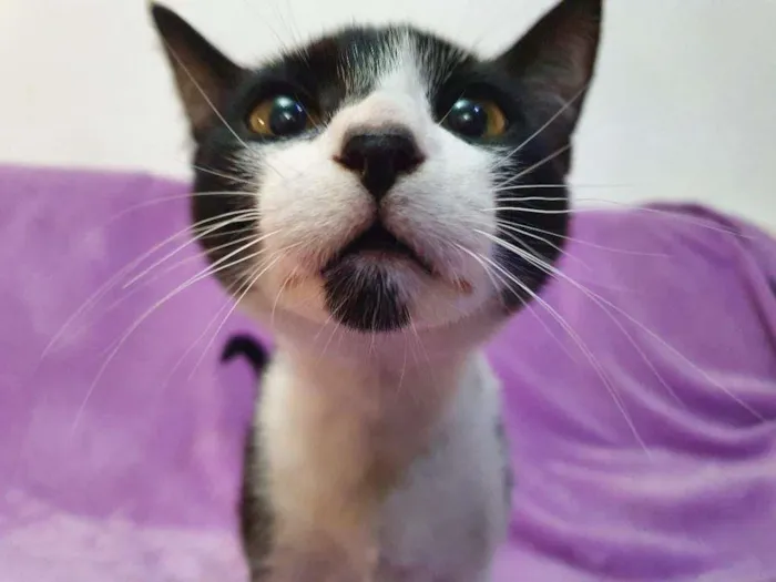 Gato ra a Vira-lata idade 2 a 6 meses nome Orion