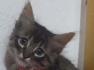 Gato raça SRD  idade Abaixo de 2 meses nome Simon 