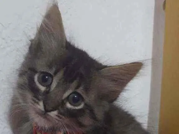 Gato raça SRD  idade Abaixo de 2 meses nome Simon 