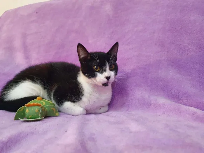 Gato ra a Vira-lata idade 2 a 6 meses nome Orion