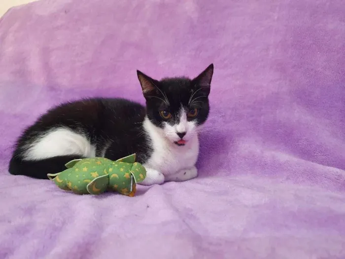 Gato ra a Vira-lata idade 2 a 6 meses nome Orion
