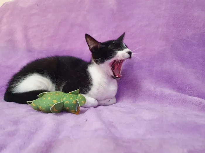 Gato ra a Vira-lata idade 2 a 6 meses nome Orion
