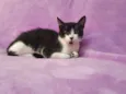 Orion