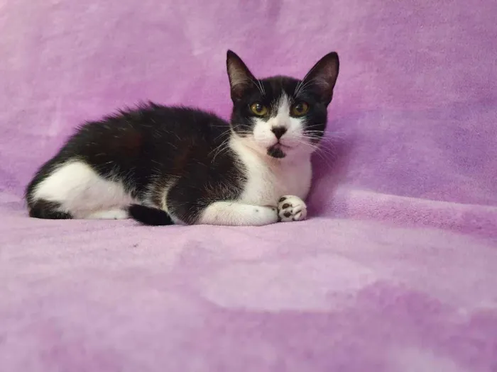 Gato ra a Vira-lata idade 2 a 6 meses nome Orion