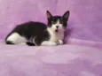 Orion