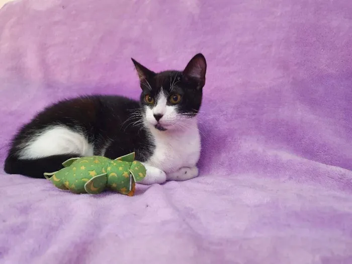 Gato ra a Vira-lata idade 2 a 6 meses nome Orion