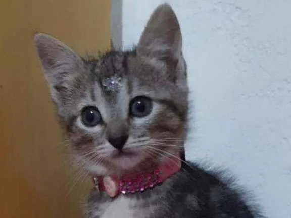Gato raça SRD  idade Abaixo de 2 meses nome Princess 