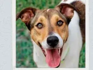 Cachorro raça SRD  idade 1 ano nome Mabel 