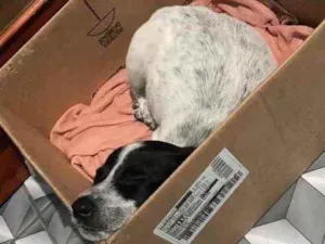 Cachorro raça Vira lata  idade 2 a 6 meses nome Sem nome 