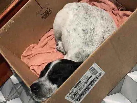 Cachorro ra a Vira lata  idade 2 a 6 meses nome Sem nome 