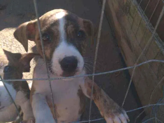 Cachorro ra a Mistura de pitibull  idade 2 a 6 meses nome Nao tem