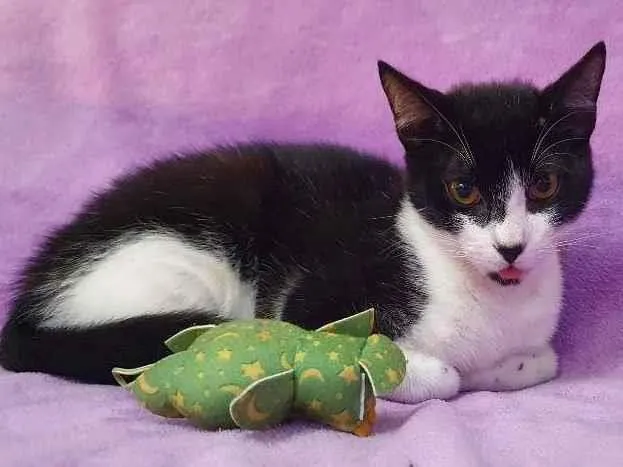 Gato ra a Vira-lata idade 2 a 6 meses nome Orion