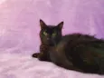 Yoru
