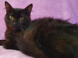 Gato raça Vira-lata idade 2 a 6 meses nome Yoru