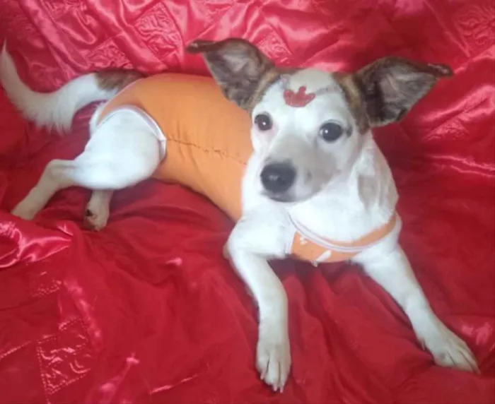Cachorro ra a Mestiça  idade 1 ano nome Maia 