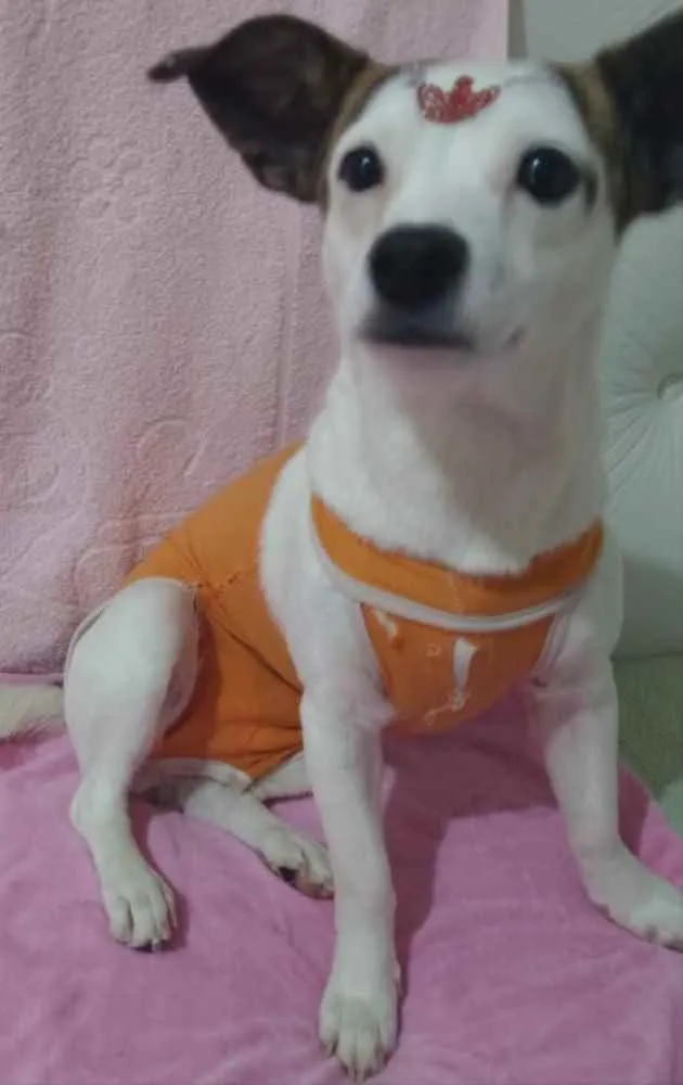Cachorro ra a Mestiça  idade 1 ano nome Maia 