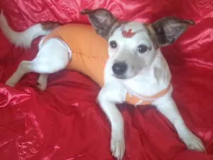 Cachorro raça Mestiça  idade 1 ano nome Maia 