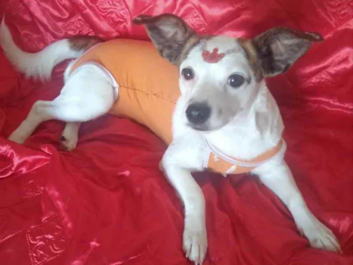 Cachorro ra a Mestiça  idade 1 ano nome Maia 