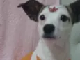 Maia 