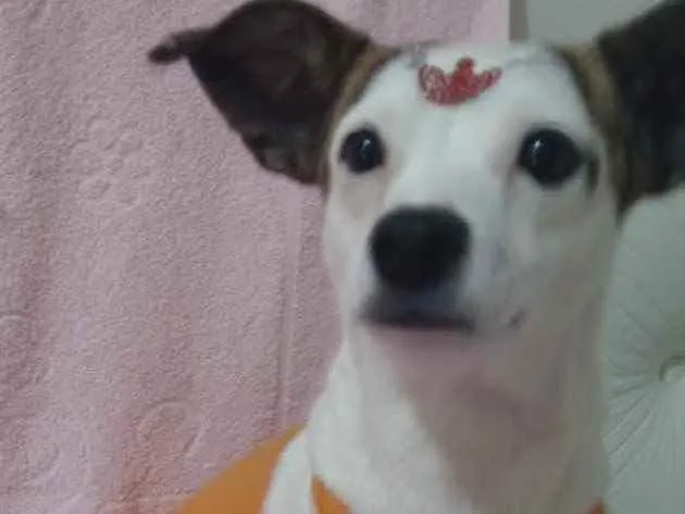 Cachorro ra a Mestiça  idade 1 ano nome Maia 