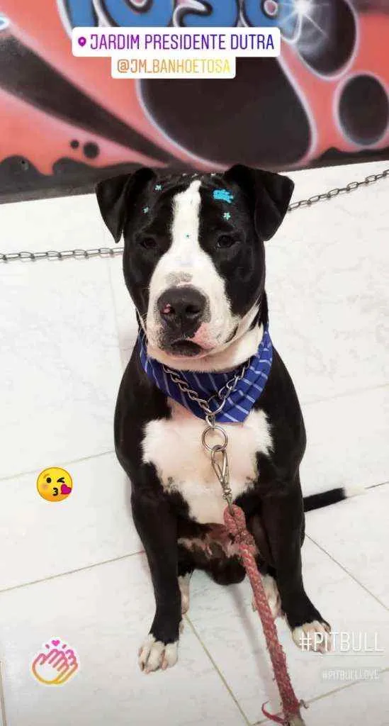 Cachorro ra a Pitbull idade 2 a 6 meses nome Zé
