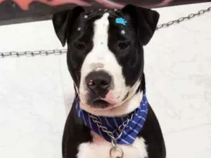 Cachorro raça Pitbull idade 2 a 6 meses nome Zé