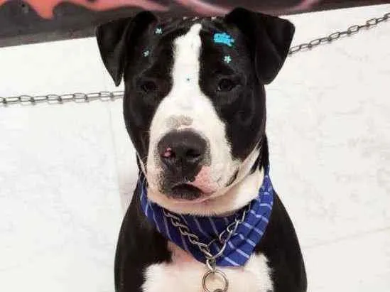 Cachorro ra a Pitbull idade 2 a 6 meses nome Zé