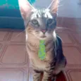 Tom