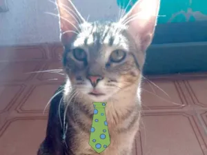 Gato raça SRD  idade 2 a 6 meses nome Tom 