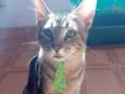 Tom