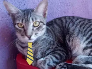 Gato raça SRD  idade 2 a 6 meses nome Júnior 