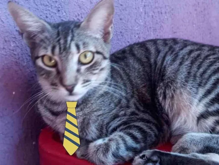 Gato ra a SRD  idade 2 a 6 meses nome Júnior 