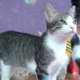 Léo