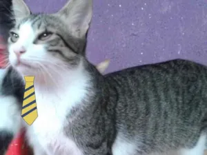 Gato raça SRD  idade 2 a 6 meses nome Léo 