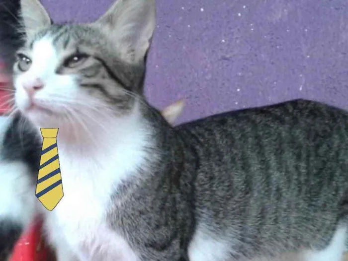 Gato ra a SRD  idade 2 a 6 meses nome Léo 